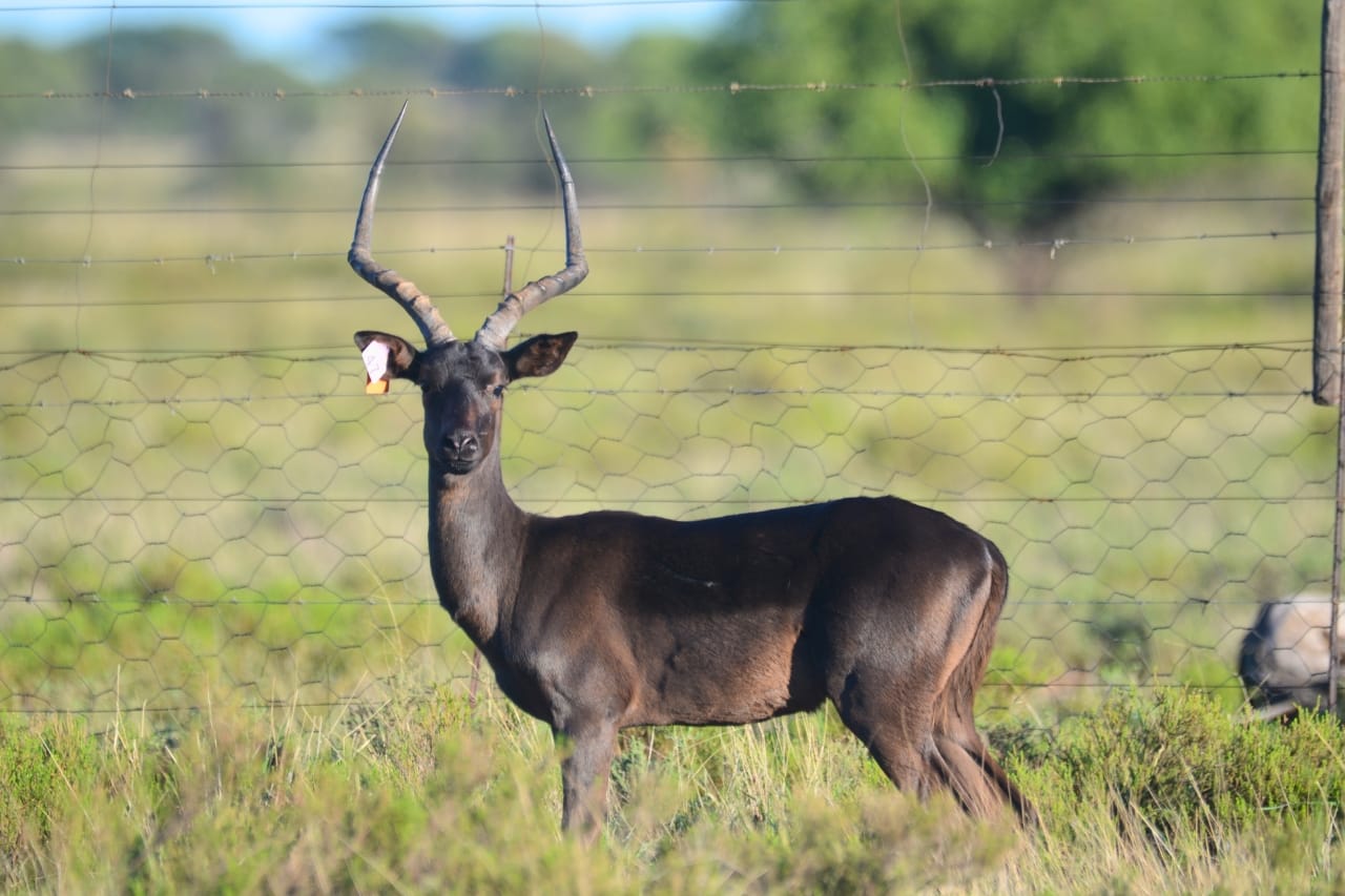 Spitzkop Wild - Game