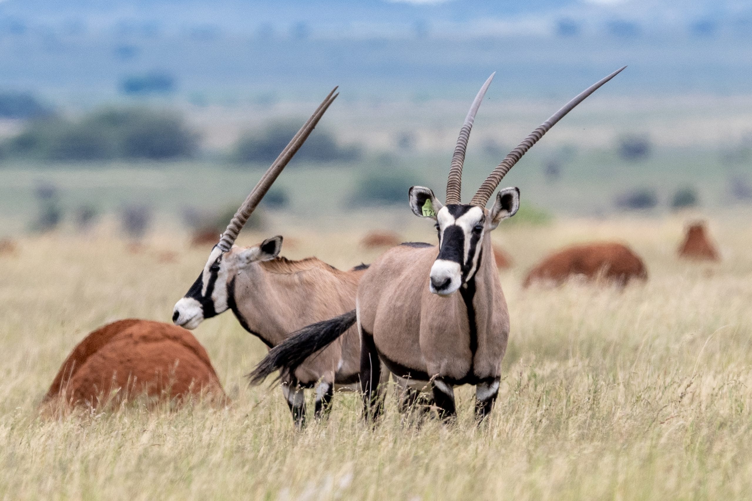 Spitzkop Wild Oryx