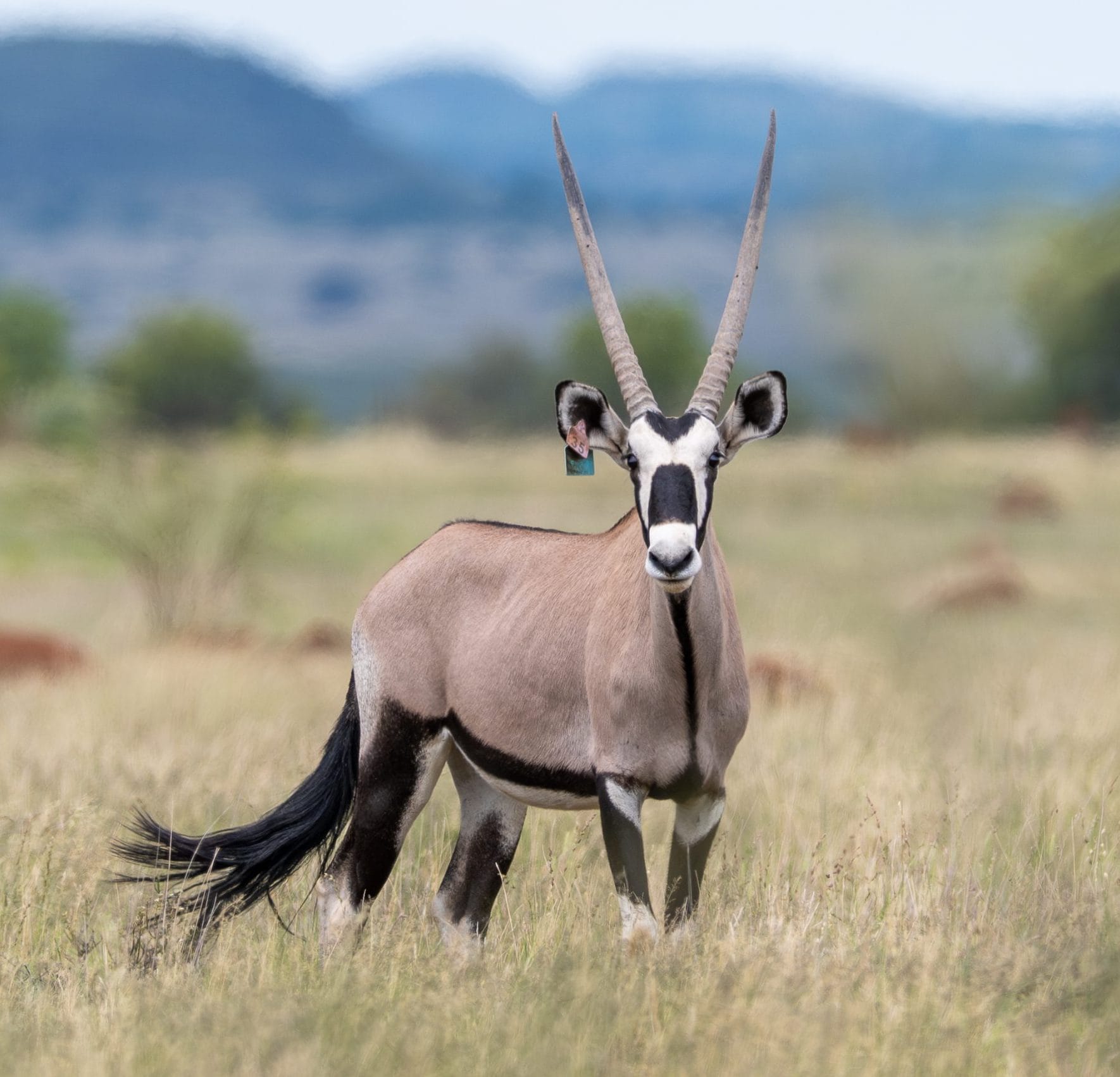 Spitzkop Wild Oryx