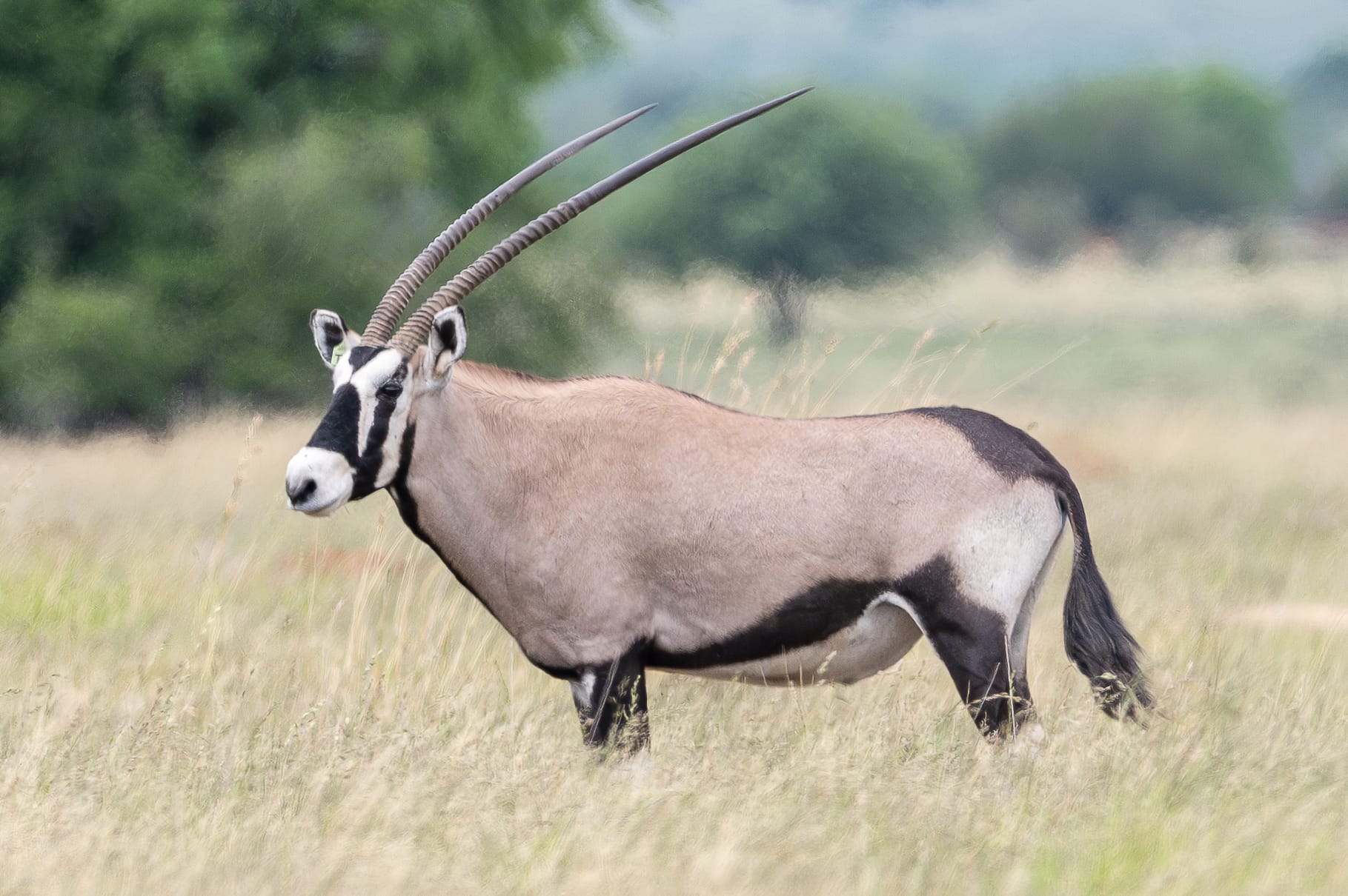 Spitzkop Wild Oryx