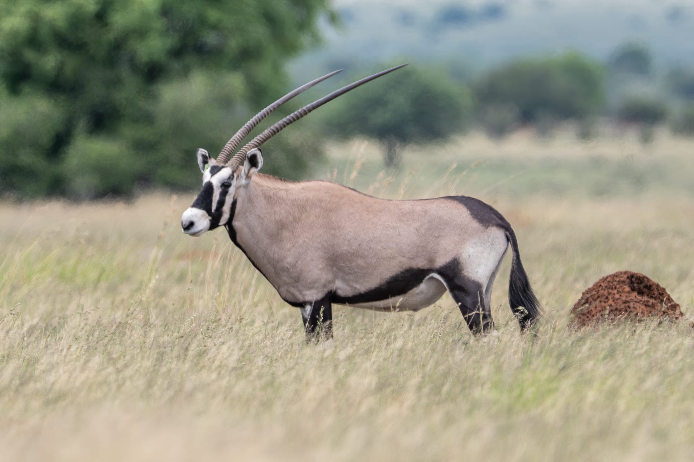 Spitzkop Wild Oryx