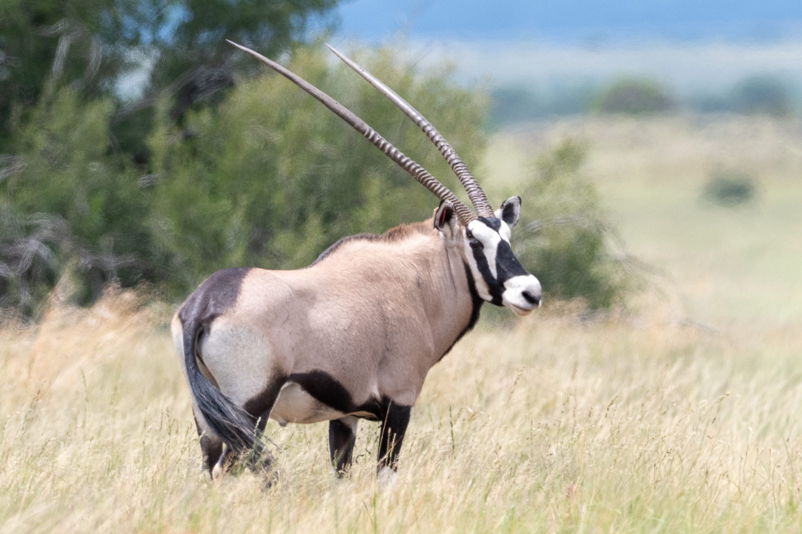 Spitzkop Wild Oryx